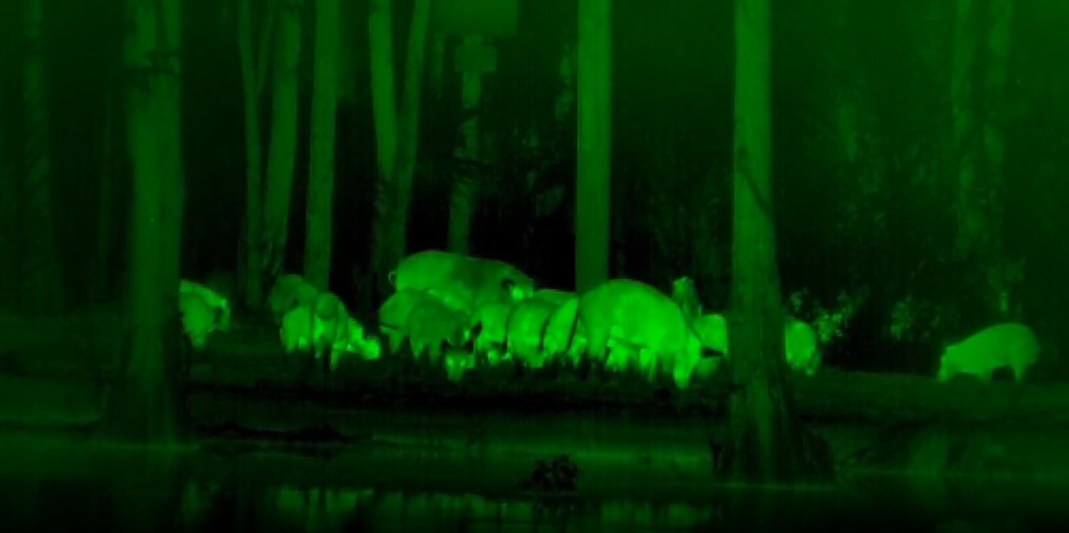 Приклад тепловізійного зображення через ATN BlazeHunter 335 LRF із вимірюванням дистанції лазерним далекоміром